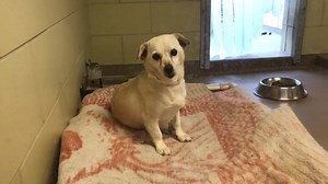 7.4K views · 234 reactions | RESCUED PER PH Video from Feb 2...