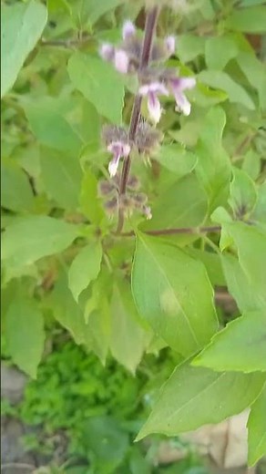 Parte Ciento once de las Plantas y sus nombres (Ocimum tenuiflorum) Albahaca morada