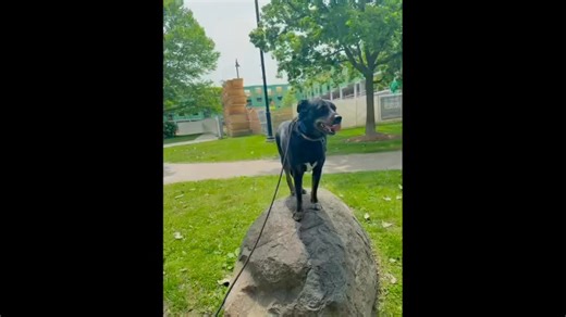 Velma from our behavioral mod program takes her training to the park And what a change that is | Imprinted Paws