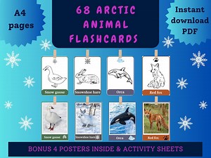 Arctic Animal Flashcards Pack for Kids - Etsy