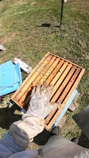 My Emergency Bee Feeding Setup | Beekeeping