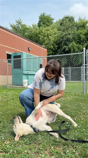 Adopt DAISY at Dakin Humane!