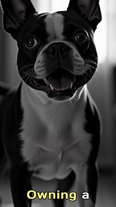 Introducing the Boston Terrier: a bundle of joy wrapped in a tuxedo-like coat, ready to brighten up your home with their charming personality. | We Love Boston Terriers
