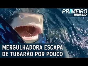 Mergulhadora escapa por pouco de mordida de tubarão | Primeiro Impacto (28/10/22)