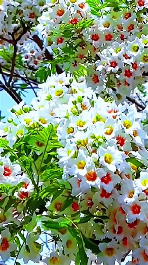 Beautiful Nature & Relaxing Music