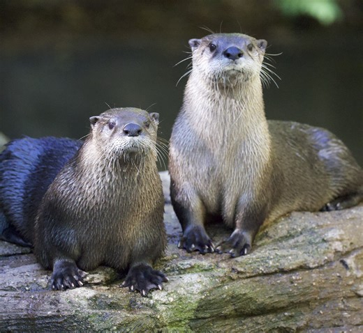 John Ball Zoo opening day 2026: New animals, events and experiences