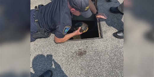 Tybee Island Police Dept. rescues ‘Michelangelo’ the trapped turtle