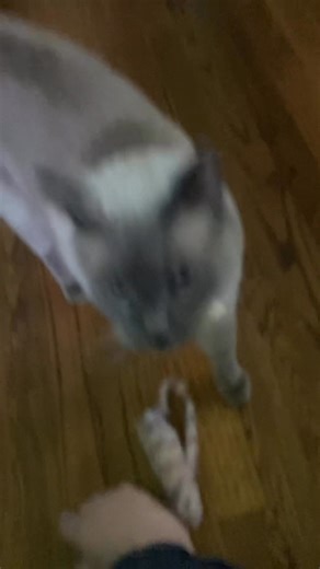 Books the cat on Reels