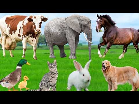 Cute Animal Sounds: Sheep, Cat, Horse, Cow, Cat, Chicken, Dog - Animal Moments