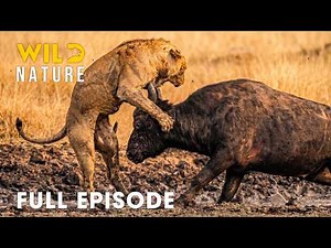 Savage Africa (FULL EPISODE) | Deadliest Fights In The Animal Kingdom | Animal documentary