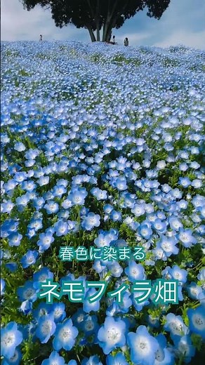 【 alreoマザー牧場さんぽ】春に染まるネモフィラ畑でenjoying days
