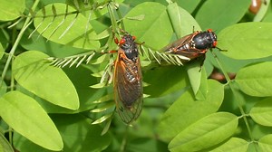 FAQ: What to Know About Brood X Cicadas in DC, Maryland, Virginia