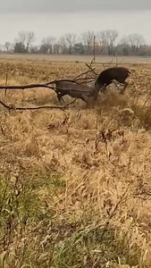 Have you seen bucks locked up fighting? Please share with us. It’s crazy how the rut makes them go crazy. Like and share this if you’re a deer hunter. Redmond Hunt #midwesttailcamerapics #TrophyBucks #Iowa #whitetaildeer | Midwest Trail Camera Pics