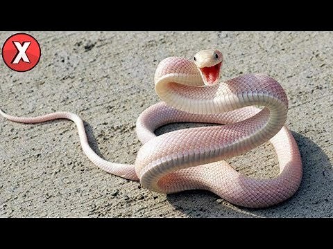 As COBRAS mais LINDAS do mundo
