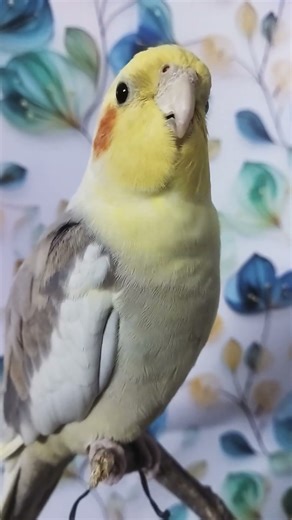 Singing in the Morning 🎶🎶🌄💖🥰 #cockatiel #birds #birdsinging #parrotiel