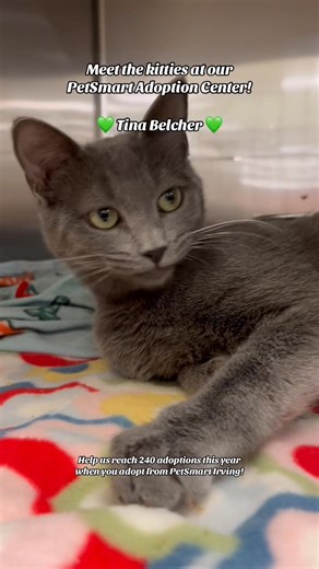 We’re on a mission to complete 240 adoptions at our PetSmart Irving Adoption Center! Swing on by today to meet these sweet cats currently waiting for their second chance at a loving home 🏡❤️🐾 | DFW Humane Society