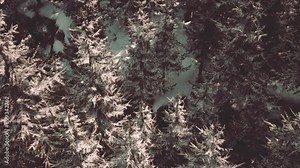 A group of trees that are covered in snow