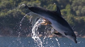 Here is a dolphin wearing an octopus as underwear