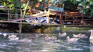 Duck, Ducks, Fly. Free Stock Video