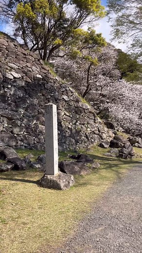 Have you ever stood in a place with profound history? This was once the second largest castle in Japan. From here, Warlard Hideyoshi tried to conquer Korea. He failed, but succeeded in adopting Korean ceramic techniques and changing the Japanese pottery forever. These ruins also hold and old tea house where Sen no Rikyu was tea master and the influence of tea ceremony blossomed. Such rich deep history. Walking on 400 years of influence. Profound and moving. Especially during cherry blossom full 