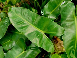 Philodendron Rugosum Care Guide: 13 Tips for a Healthy Plant