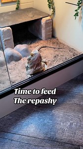As promised, the repashy feeding video. Beesie goes nuts for this stuff, Chuck gave the best ASMR and Gerald, as typical- swallowed whole #beardeddragon #repashy #reptilefeeding | bougie_beardies