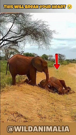 This Is How Elephants Actually Love Each Other 😢 #animals #shorts