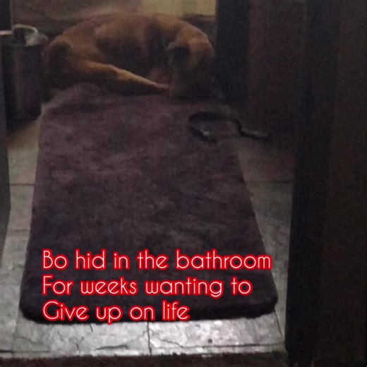 Paralyzed Dog Makes Amazing Comeback to Run Again