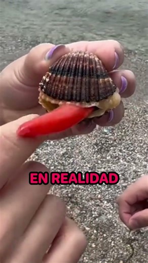 This is what happens when you touch this clam! 😨 #shorts #curiosity