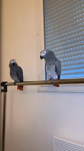 La drague chez les perroquets 😂😂 #perroquet | L'arche de François