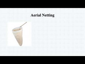 Methods of collection of insects