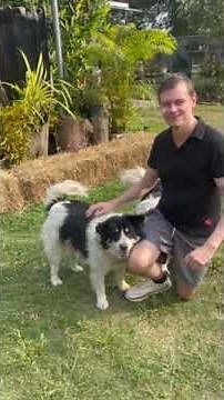 Why do dogs like to lick humans? Border Collie Colly fun