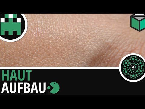 Haut Aufbau einfach erklärt│Biologie Lernvideo [Learning Level Up]