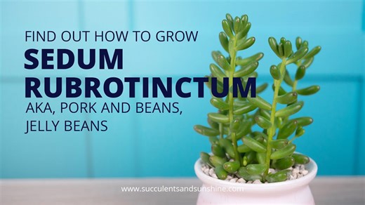 These succulent leaves look good enough to eat