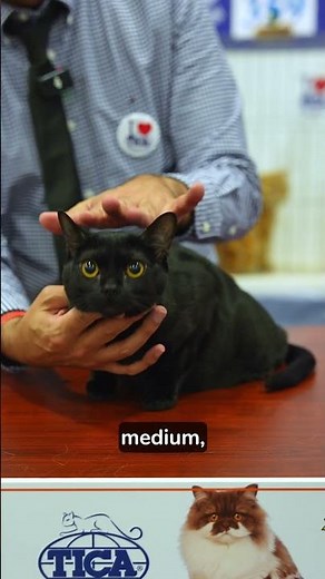 Min Black Panther - Bombay Cat