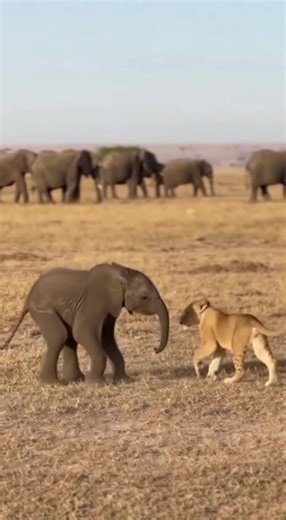 Unbelievable Friendship: Baby Elephant and Lion Cub Play Together on the African Savannah 🐘🦁 Captured in the wild plains of Africa, this rare footage shows a baby elephant and a lion cub playing together — a moment of pure innocence and friendship between two species that are usually rivals in nature. Filmed from a safari jeep, the scene feels completely real — the engine hum, the dust in the wind, and the camera shutters clicking as nature tells its own story. Experience the raw beauty of wil