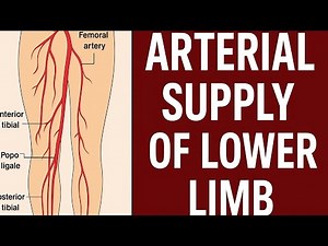 Complete Arterial supply of lower limb Explained