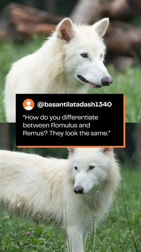 🐺❔🐺 Curious how to tell Romulus from Remus? Paige McNickle, Colossal’s Manager of Animal Husbandry, answers this and a whole slew of your top dire wolf questions in our new video. | Colossal Biosciences