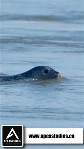 Ducks, Birds and Seal Photos at the Reversing Falls Wildlife of the Bay of Fundy, Saint John NB