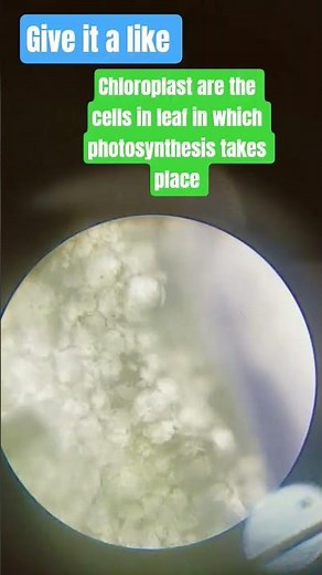 chloroplast under microscope #science #scienceexperiment #microscope #sciencefacts