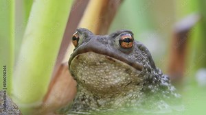 Common toad Bufo bufo on the water surface. Head detail. Stock Video