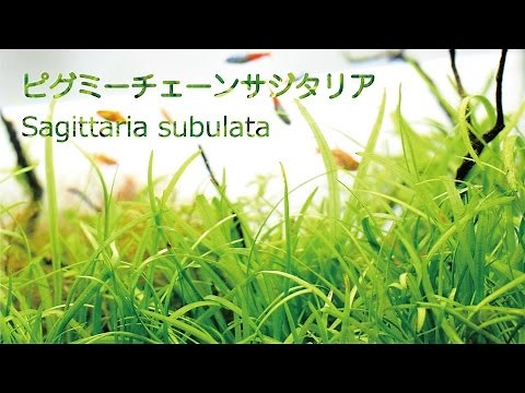 #37.ピグミーチェーンサジタリア 丈夫で育てやすい前景用水草 Sagittaria subulata