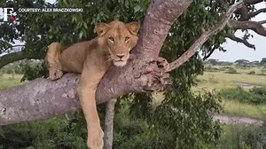 A record-breaking swim by two lion brothers across a predator-filled African river has been documented by a team led by a researcher from an Australian university. The two-male lion coalition was filmed crossing the Kazinga Channel in Uganda at night using high-definition heat detection cameras on drones. One half of the duo was a 10-year-old local icon known as Jacob, who has survived several life-threatening incidents including the severing of one of his hind legs in a poacher’s snare. | First