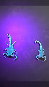Why All Scorpions Are Fluorescent | Veritasium