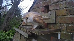 Stretch and flex.......flex and stretch......💪🏼 Owl aerobics as it emerges from a day in the box! | Laurels Wood