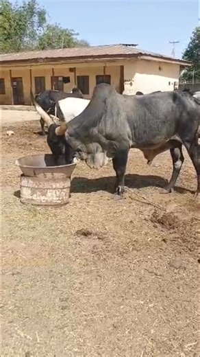 Minerals Are Hidden Power  Salt licks, bone meal, and mineral blocks boost health silently. Never let your animals lack them — they build unseen strength. Do you provide mineral blocks in your pens? #fblifestyle | Aat Integrated Farm | Facebook