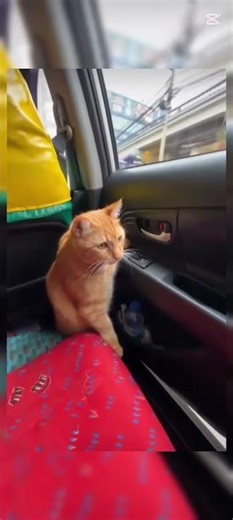 "Cat Reflexes Are INSANE! 🐱⚡ Split-Second Escape #viralvideo #shorts #funnyclips #yta