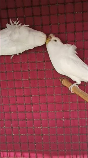 my favourite bird #hogoromo #jpbird #albino #hogoromo #shortvideo #shots #short #budgiesparrots#like