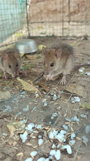 rat eating rice #Ratcatch #Chuha #Rat