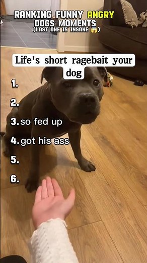 Ranking funny angry dogs moments 😱 🔥#viralvideo #fyp